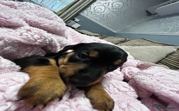 Mixed Breed dogs for sale: Beautiful Doxies - Image 2
