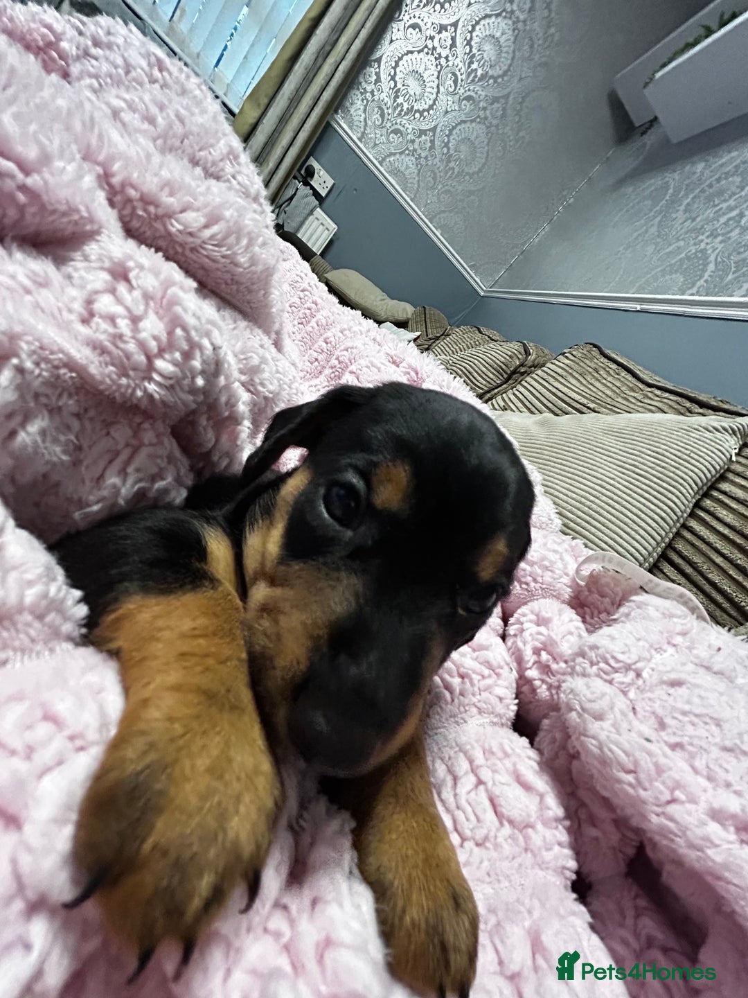 Mixed Breed dogs for sale: Beautiful Doxies - Image 2