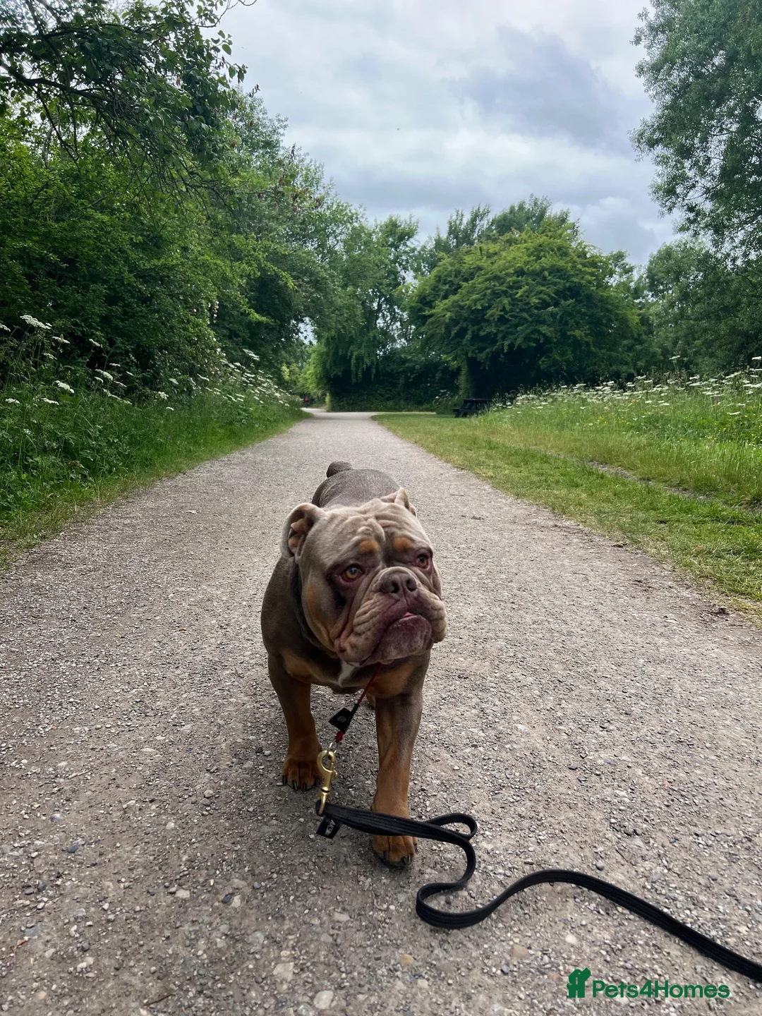 Olde English Bulldogge dogs for stud: Proven Olde English bulldogge for stud  - Advert 9