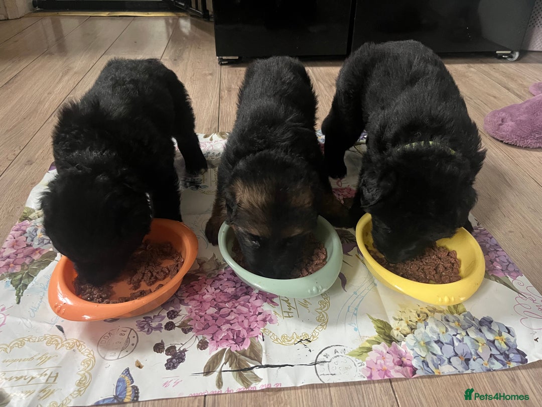 German Shepherd dogs for sale: 3 Beautiful German Shepherd puppies  - Advert 2