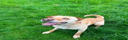 Mixed Breed dogs for adoption: Carlos wants his forever home  - Advert 4