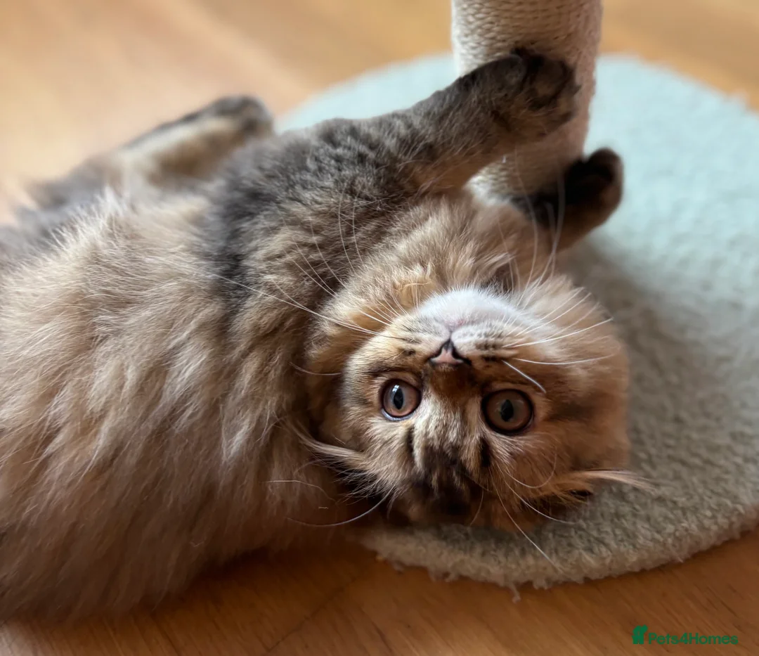 Scottish Fold cats for sale: Scottish fold kitten - Advert 2