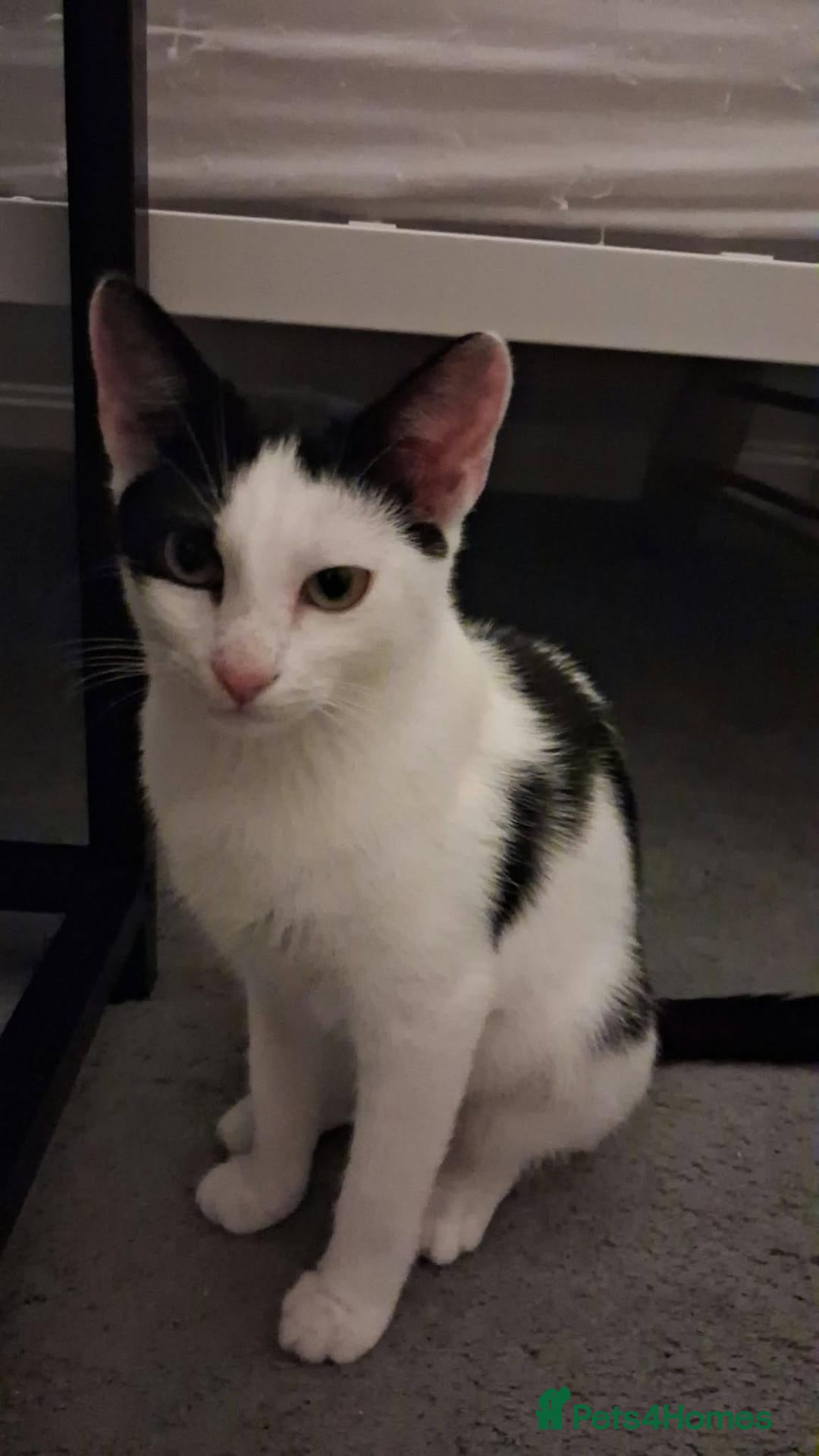 Mixed Breed cats Elsa for adoption - Advert 1