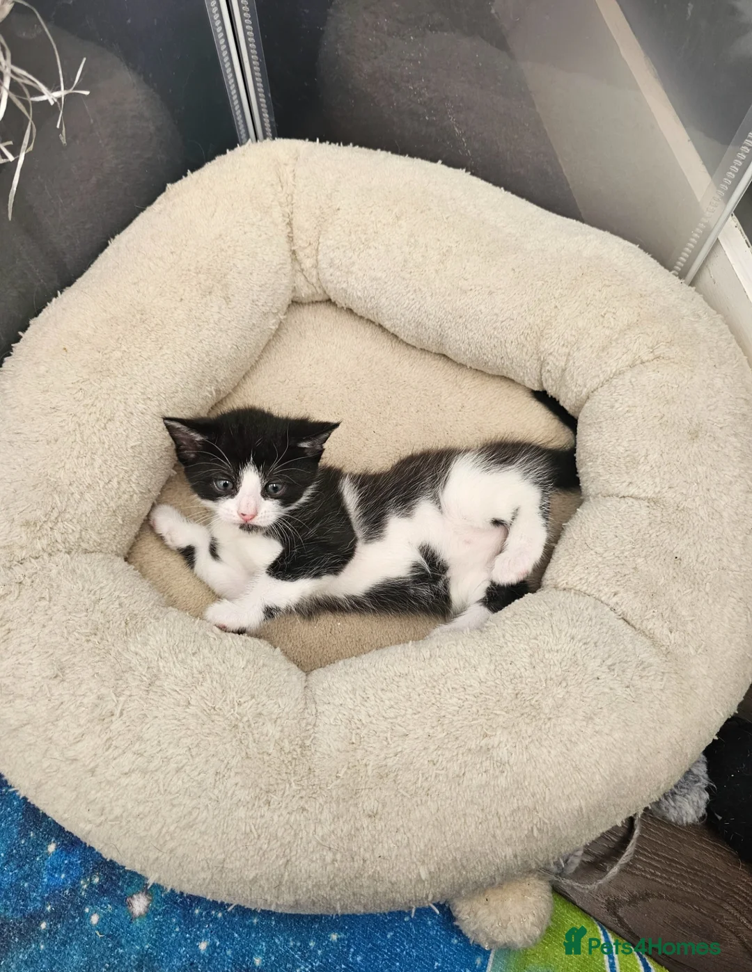 Mixed Breed cats for sale: Adorabile kittens boys for sale  - Advert 8