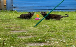 British Shorthair cats for sale: Tortoiseshell cats Lily & Rosie - Image 4