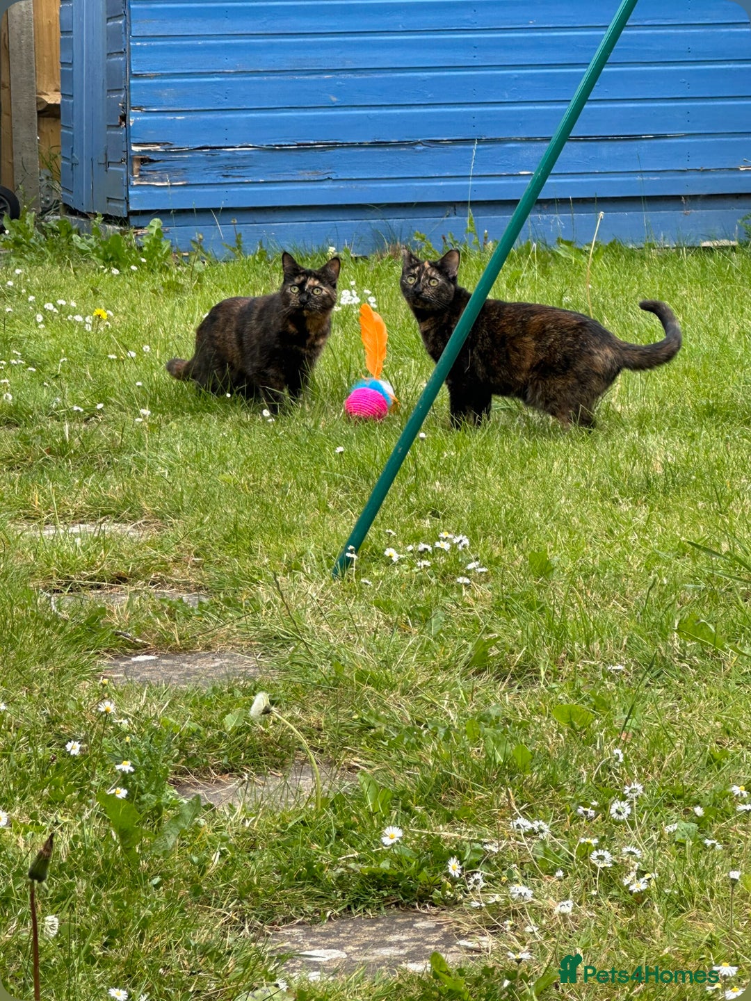 British Shorthair cats for sale: Tortoiseshell cats Lily & Rosie - Image 4