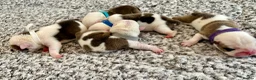 English Bulldog dogs for sale: 🐾 KC REG ENGLISH BULLDOG PUPPIES TRADITIONAL  🐾 in Ottery Saint Mary - Advert 3