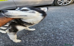 Siberian Husky dogs for sale: Multicolored eyes Husky for sale super friendly - Image 9