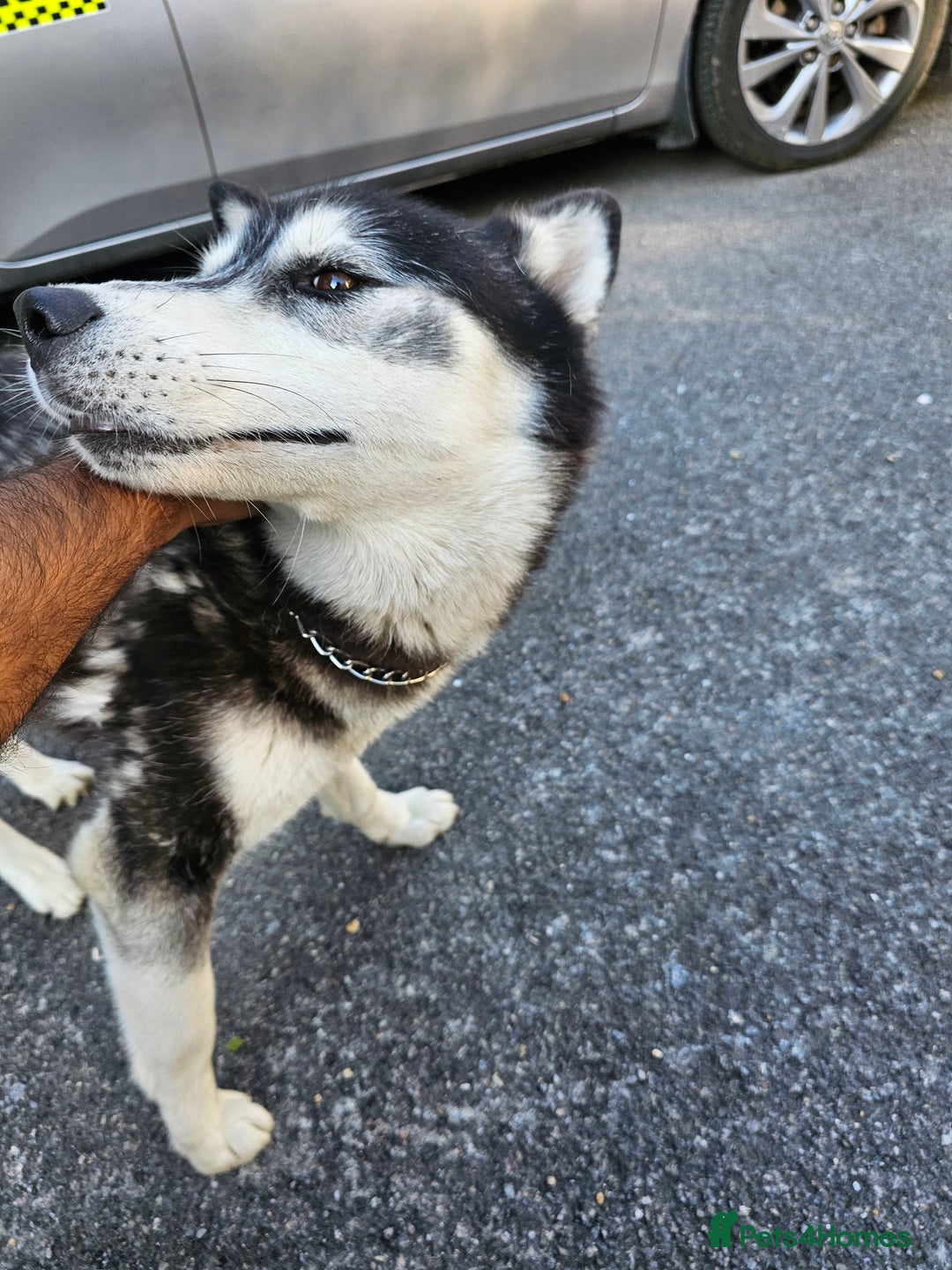 Siberian Husky dogs for sale: Multicolored eyes Husky for sale super friendly - Image 9