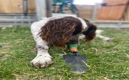 Cocker Spaniel dogs for stud: Crazy Cocker spaniel for studding. in Kettering - Image 20
