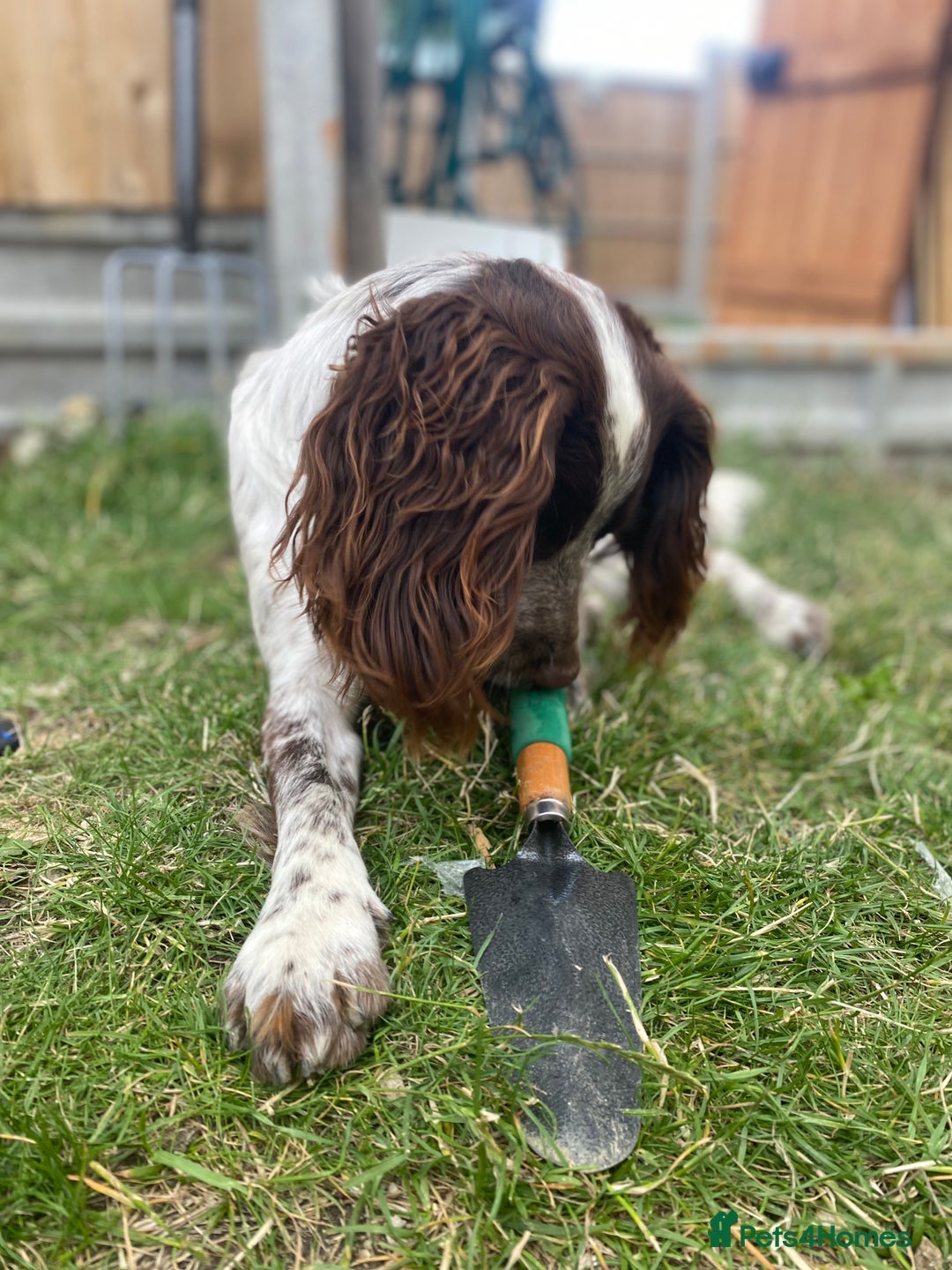 Cocker Spaniel dogs for stud: Crazy Cocker spaniel for studding. in Kettering - Image 20