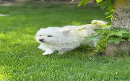 Mixed Breed dogs for adoption: Sonic - Dereham Norfolk  - Image 12