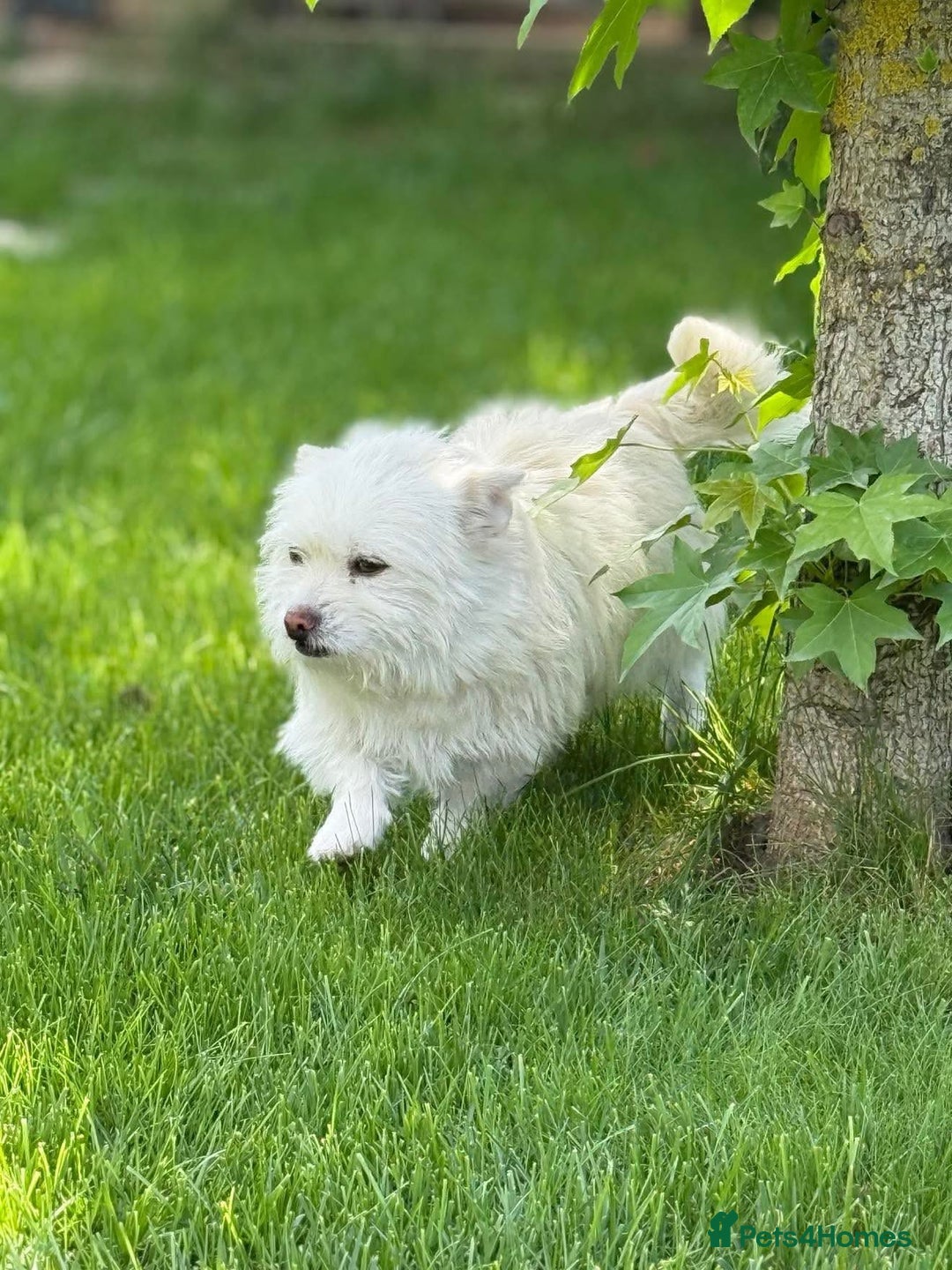 Mixed Breed dogs for adoption: Sonic - Dereham Norfolk  - Image 12