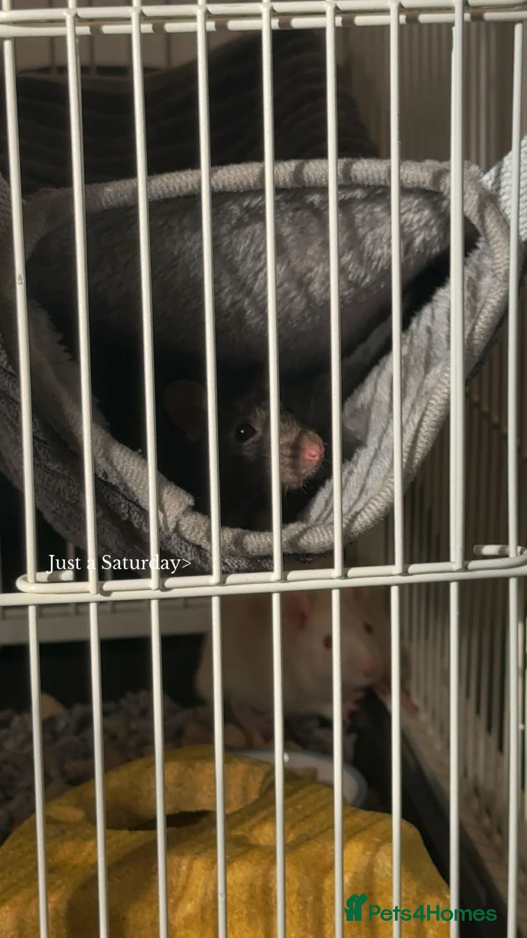 Rat rodents for sale: Two female rats - Advert 2