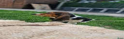 Basset Hound dogs for sale: Beautiful Basset Hounds Ready now - Advert 15