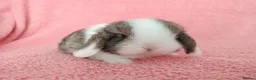 Mini Lop rabbits for sale: Baby mini lops for sale  - Advert 11