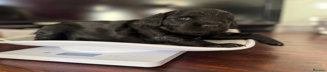 Cocker Spaniel Puppy 1