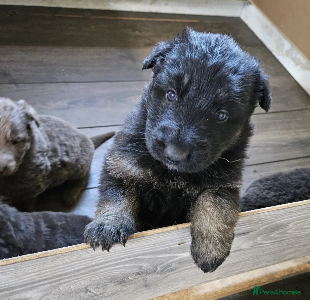 German Shepherd dogs for sale: German Shepherd Puppies for sale - Advert 4