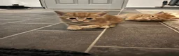 Mixed Breed cats for sale: Ginger males and calico female - Advert 8