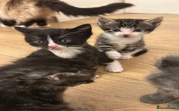 Ragcoon cats for sale: Ragcoons!  in Shepton Mallet - Image 11
