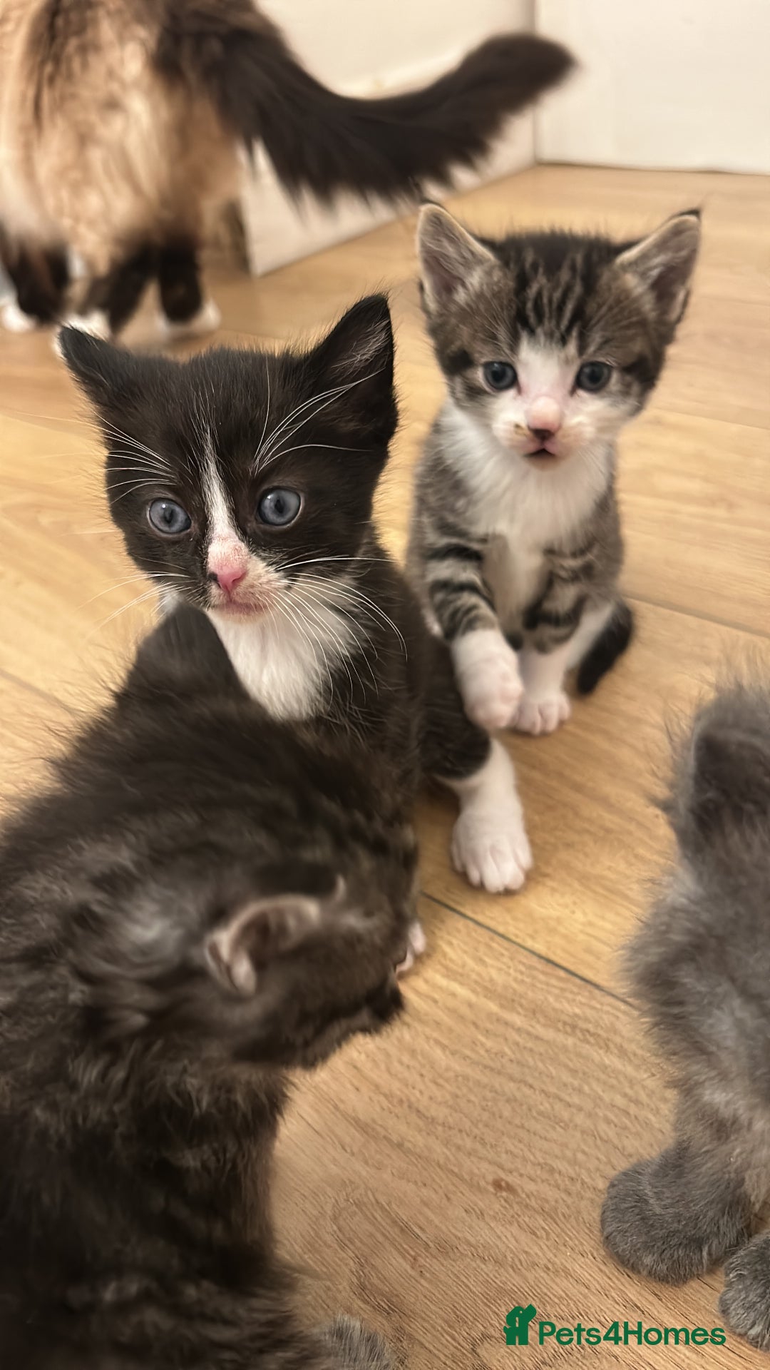 Ragcoon cats for sale: Ragcoons!  in Shepton Mallet - Image 11
