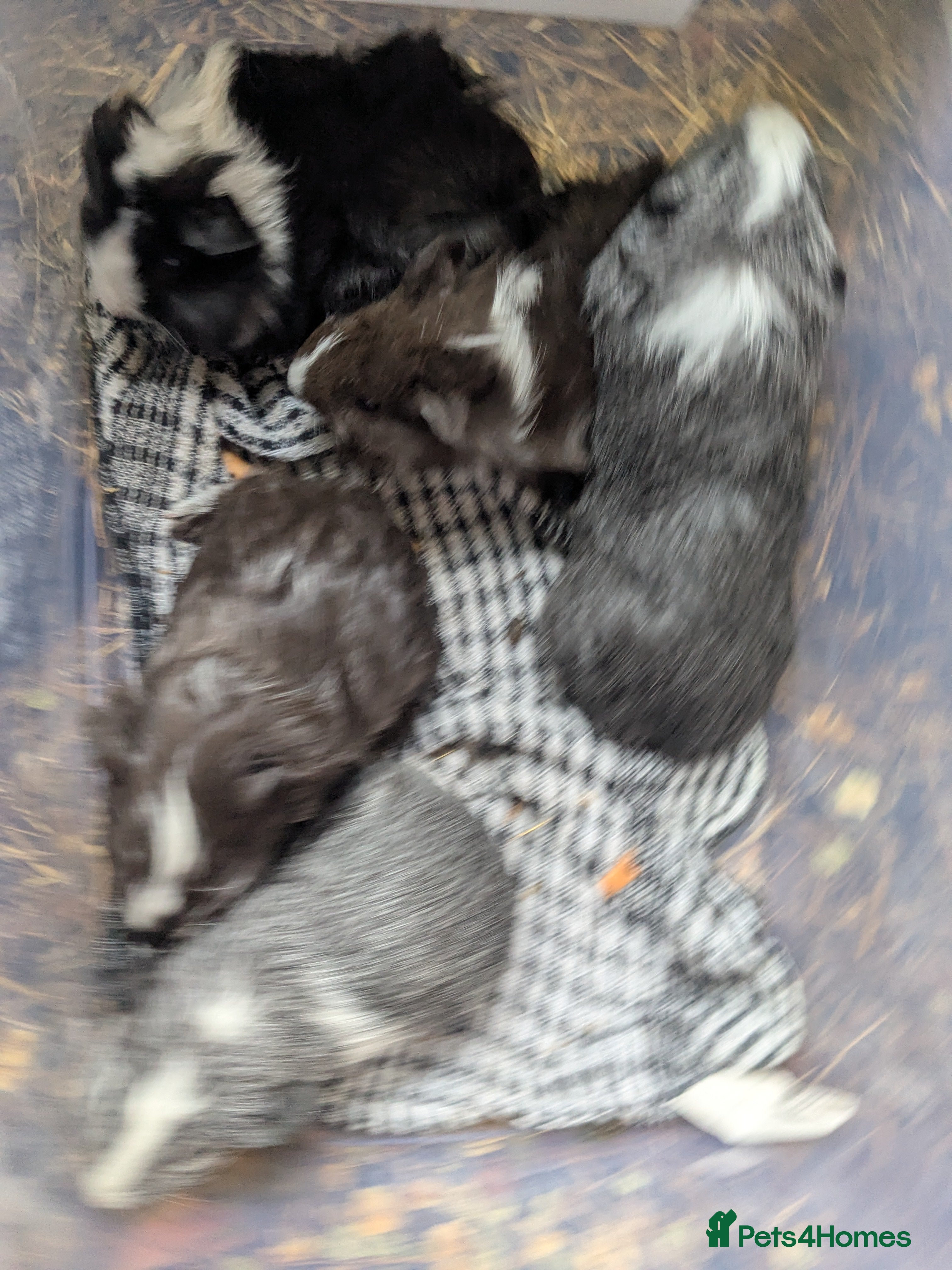 Guinea Pig rodents Baby boys - Advert 14