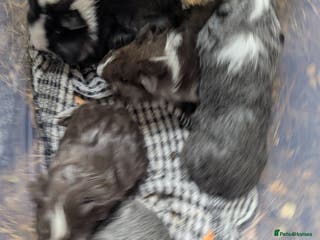 Guinea Pig rodents Baby boys - Advert 14