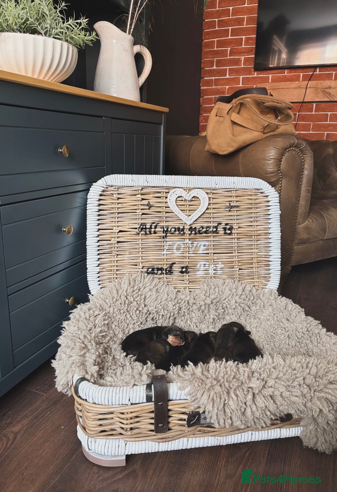 Dachshund dogs ✨Health tested, KC reg true standard wirehairs✨  - Advert 2