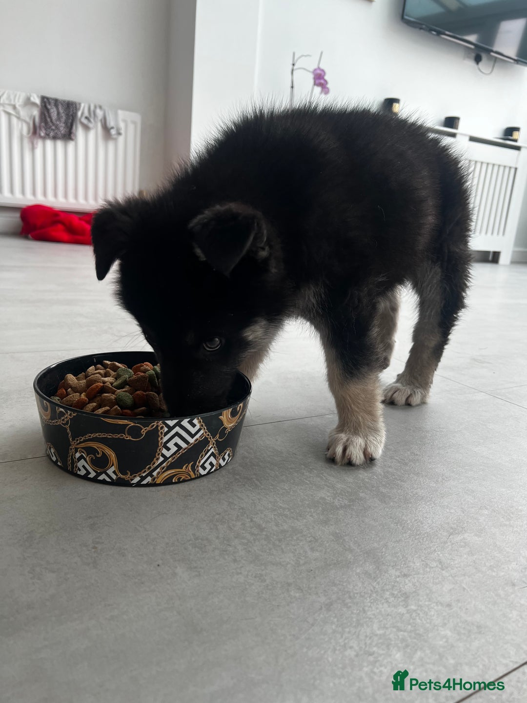 Shepsky dogs for sale: Male shepsky - Image 3
