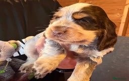 Cocker Spaniel dogs for sale: Show cocker spaniel pups  - Image 39