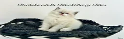 Ragdoll cats for sale: Gorgeous kittens with true ragdoll character - Advert 12