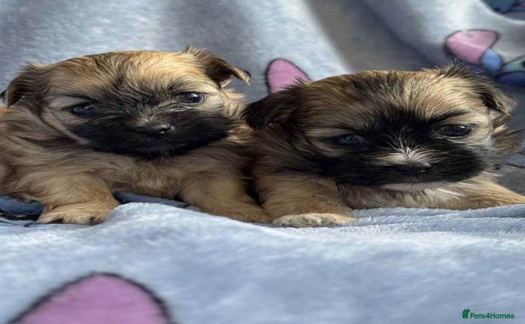 Maltipoo dogs - Advert 2