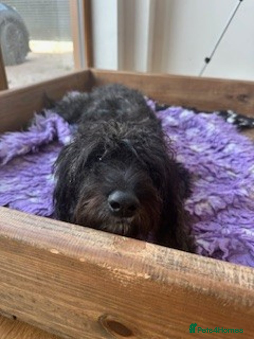 Mixed Breed dogs for sale: Male 8 month miniature Schnoodle - Image 2