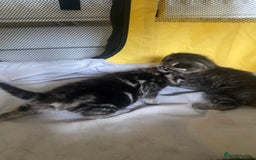 British Shorthair cats for sale: 4 kittens for sale  - Image 28