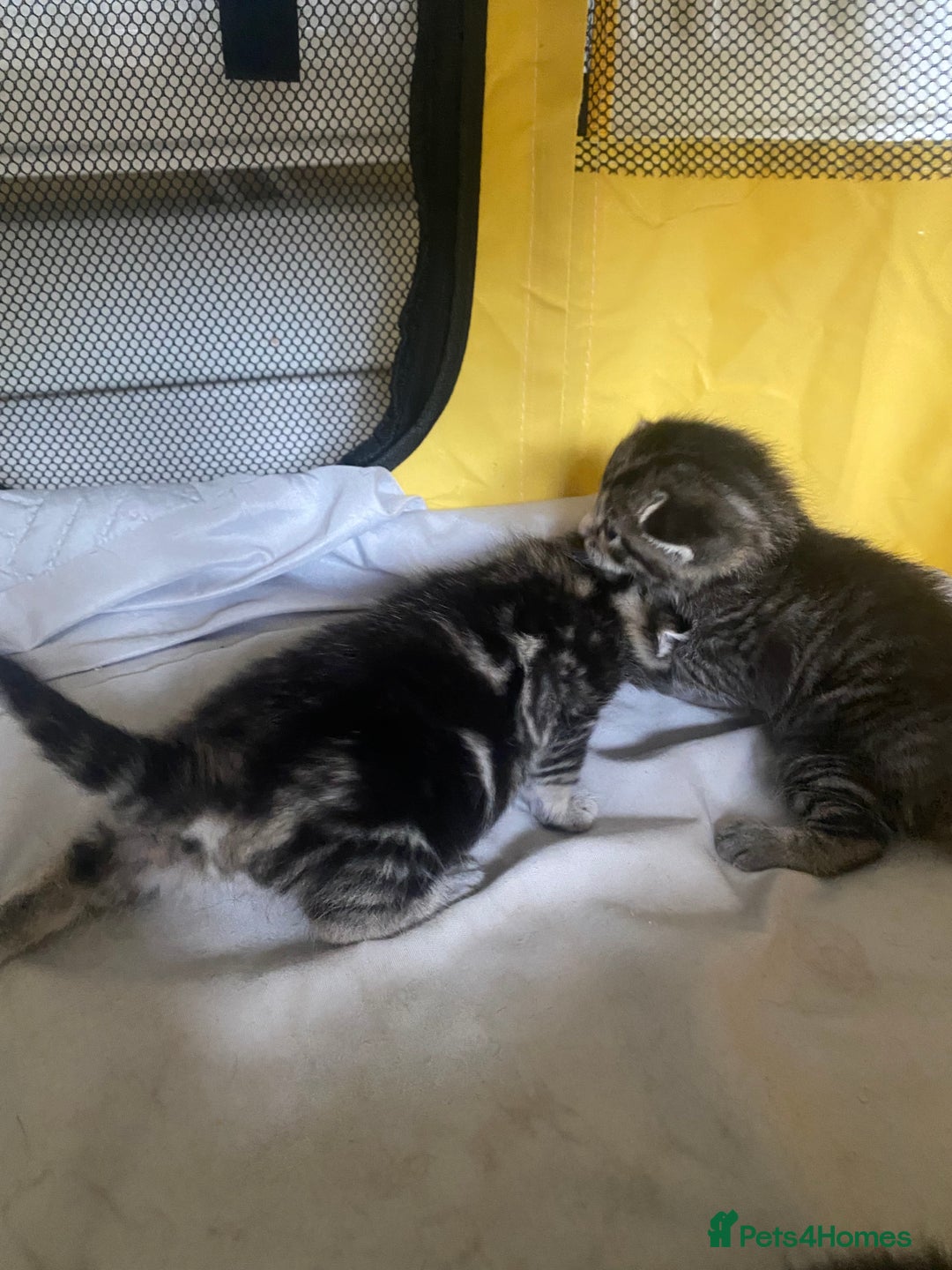 British Shorthair cats for sale: 4 kittens for sale  - Image 28