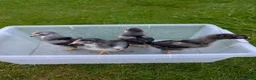 Chickens poultry for sale: 3 week old chicks  in Knaresborough - Advert 4