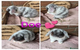 Mini Lop rabbits for sale: Gorgeous pure breed mini lops  - Image 1