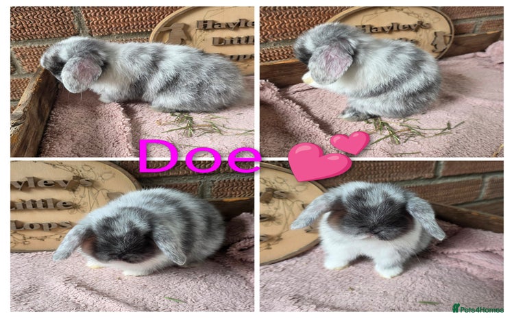 Mini Lop rabbits - Advert 5