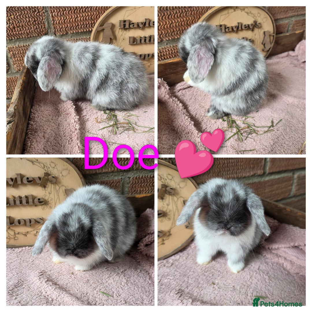 Mini Lop rabbits for sale: Gorgeous pure breed mini lops  - Image 1