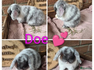 Mini Lop rabbits - Advert 4