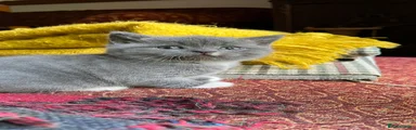British Shorthair 1