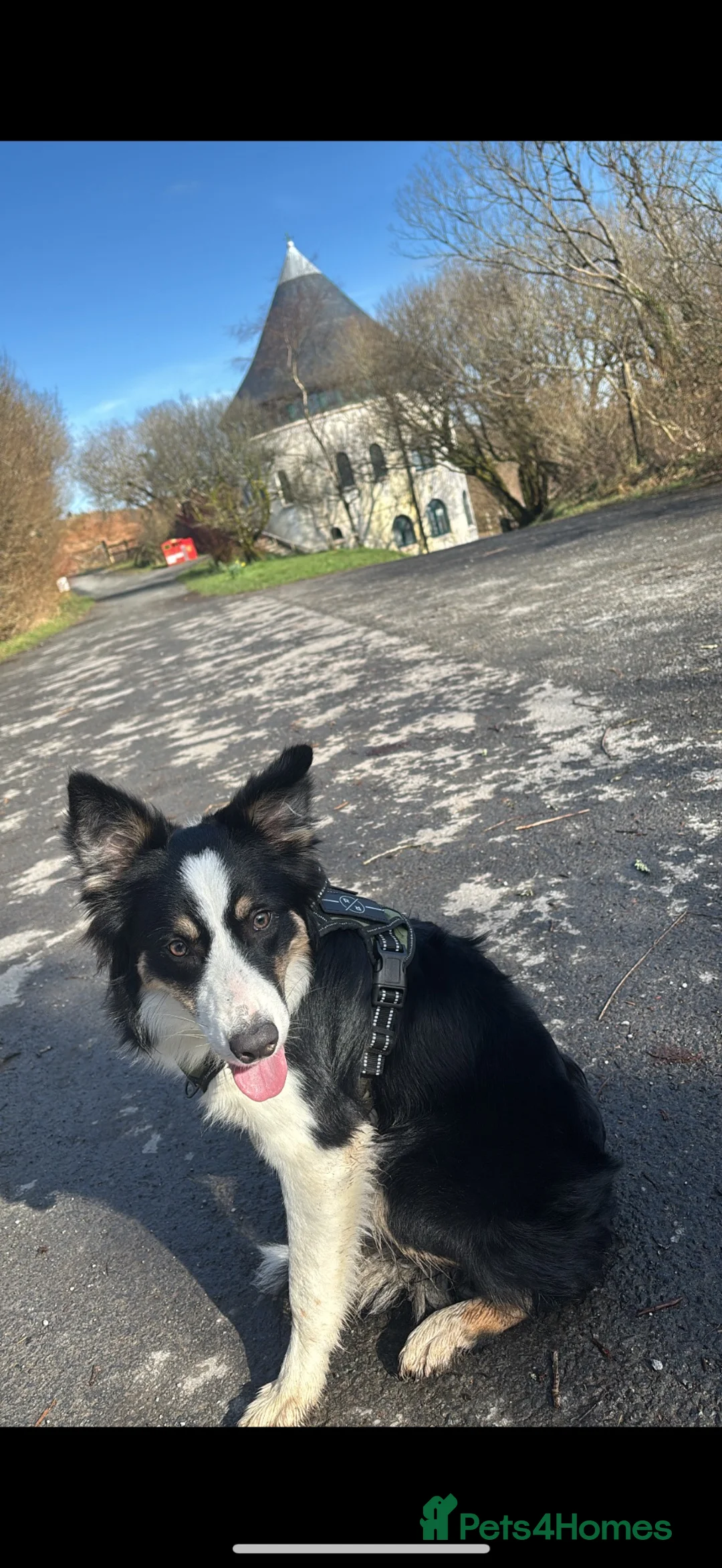 Border Collie dogs for sale: 1 year old looking for a loving home  - Advert 3