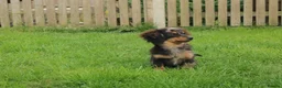 Mixed Breed dogs for sale: 💕 Adorable Tiny Pomweenie Puppies 💕 - Advert 6