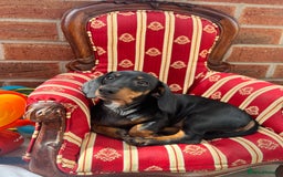 Miniature Dachshund dogs for sale: Miniature Dachshund- Female - 10 months old - Advert 11