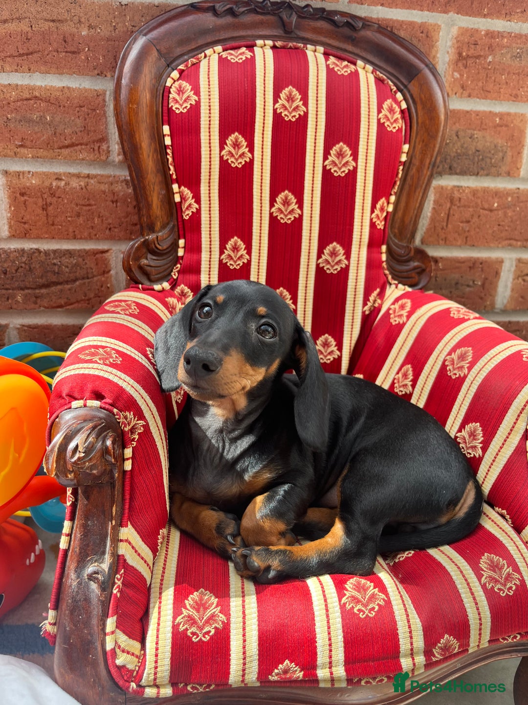 Miniature Dachshund dogs for sale: Miniature Dachshund- Female - 10 months old - Advert 11