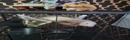 Ferret rodents for sale: Free Ferrets in Basildon - Advert 4