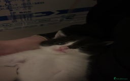 Mixed Breed cats for sale: Two charming female kittens - Image 3