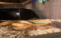 Corn Snake reptiles for sale:  Zep the cornsnake - Image 4