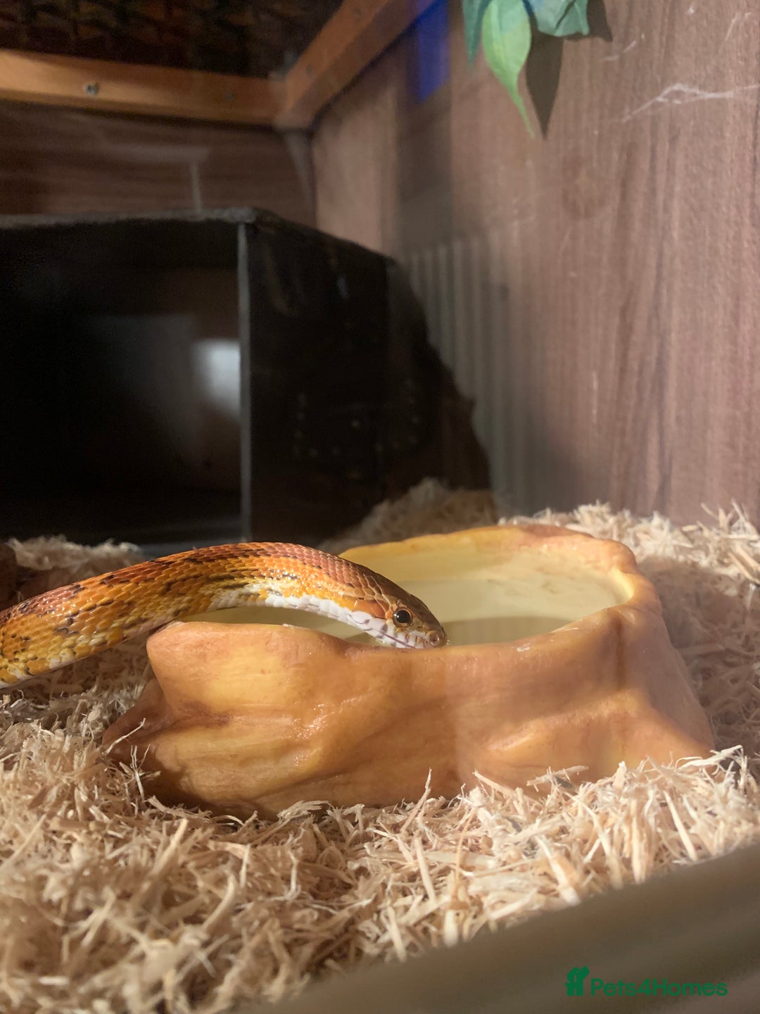 Corn Snake reptiles for sale:  Zep the cornsnake - Image 4