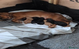 Cockapoo dogs for sale: F1 Miniature Phantom Cockapoos  READY NOW  in Chulmleigh - Image 2
